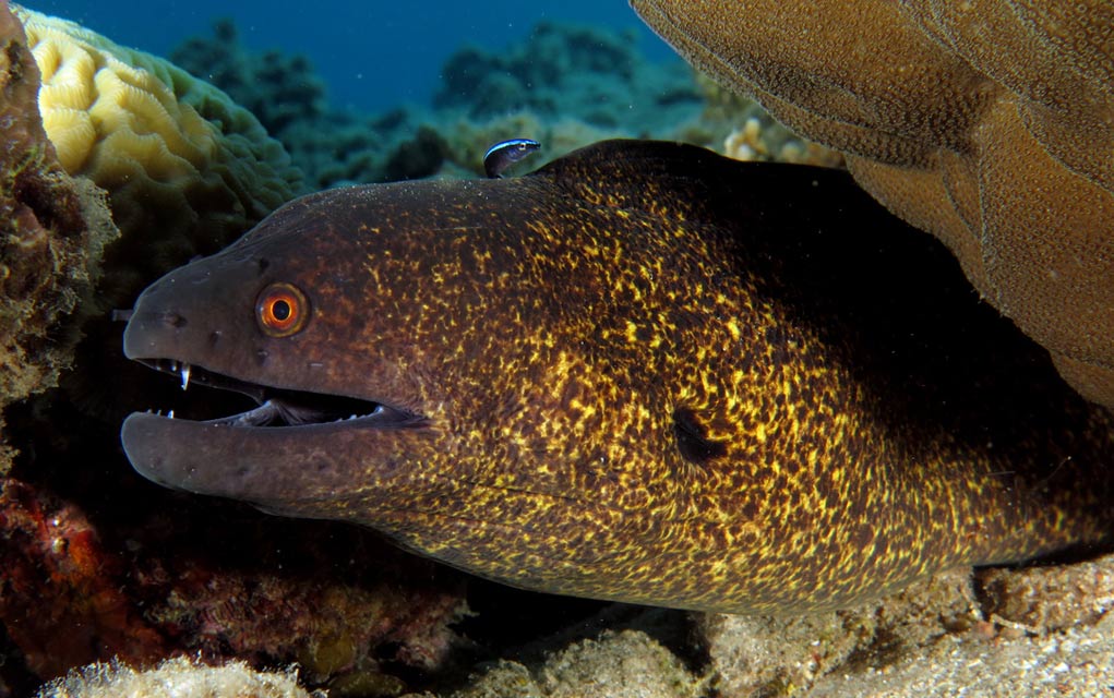 This Lady Cuddles With Her Spotted Moray Eel Friend | Happier Daily